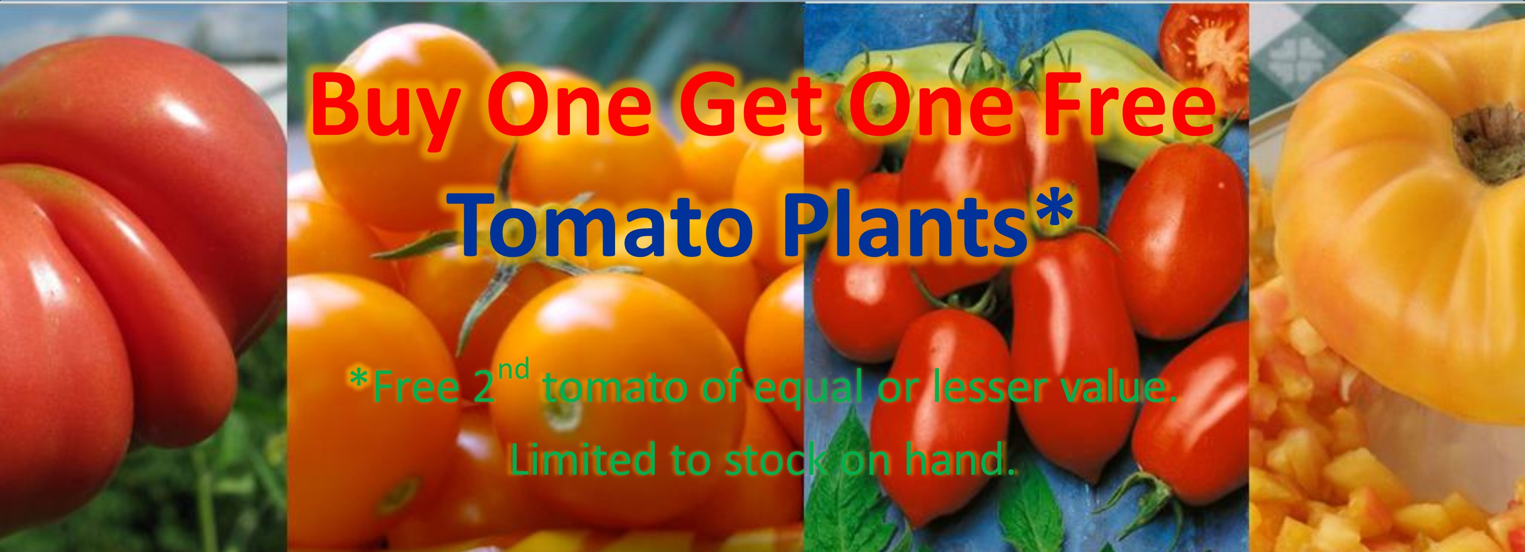 BOGO Tomato Plants
